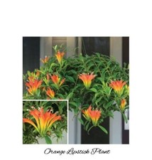 Orange lipstick plant for sale  Danielson