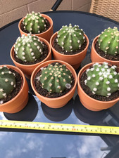 Echinopsis subdenudata cactus for sale  COLWYN BAY