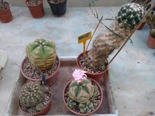 Lotto gymnocalycium coryphanth usato  Civitanova Marche