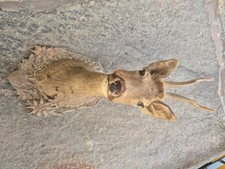 Cervo testa impagliata usato  Lecco