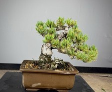 Bonsai pinus pentaphylla usato  Siculiana