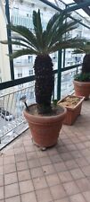 Cycas revoluta tronco usato  Gragnano