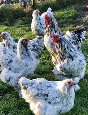 Brahma blue splash for sale  SPALDING