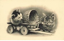 Chats mk39983 chats d'occasion  France