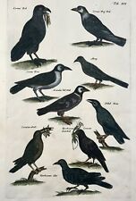1657 raven crow for sale  NORWICH