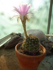 Echinopsis d'occasion  Saint-Didier-sur-Chalaronne