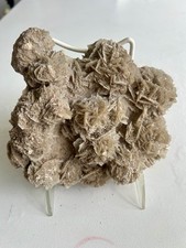 Large desert rose for sale  Palm Beach Gardens