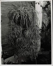 1971 press photo for sale  Memphis