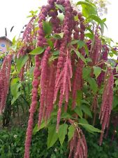 Amaranth coral fountain gebraucht kaufen  Hohenau