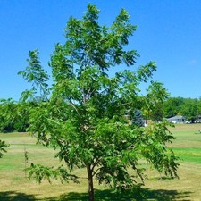 Walnut europa tree for sale  SOUTHAMPTON