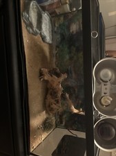 Gallon reptile enclosure for sale  Sausalito