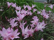 Rain lily habranthus for sale  Middleburg