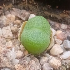 Conophytum subfenestratum sb62 for sale  CHESTER