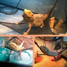Stück reptile lizard gebraucht kaufen  Versand nach Germany