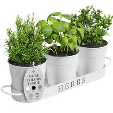 Barnyard designs herb for sale  UK