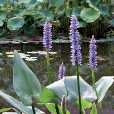 Blue pickerel rush for sale  Owego