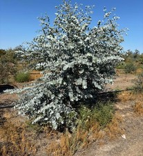 Eucalyptus crucis der gebraucht kaufen  Bad Rappenau