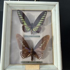 Butterfly taxidermy rajah for sale  GOSPORT