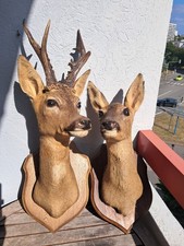 Taxidermie couple chevreuil d'occasion  Lorient