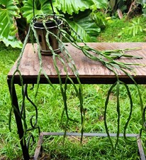 Rhipsalis paradoxa plant for sale  Hollywood