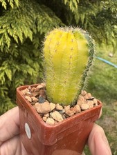 Rare echinopsis eyriesii for sale  KNARESBOROUGH
