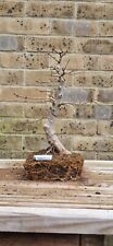 Trident maple bonsai for sale  WESTERHAM