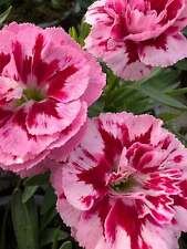 Dianthus oscar purple for sale  BALLYMENA