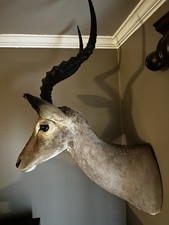 Authentic impala taxidermy for sale  Newtown