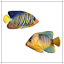 Pesci ceramica tropicali usato  Civitanova Marche
