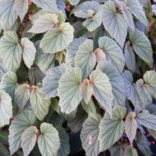 begonia wing angel for sale begonia wing angel for sale Old Town