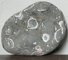 Seashell fossil stone for sale  USA