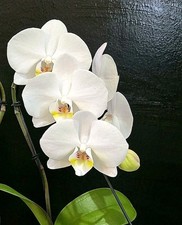 Phalaenopsis white cascade. for sale  NOTTINGHAM