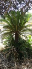 Cycas piante anni usato  Massa di Somma