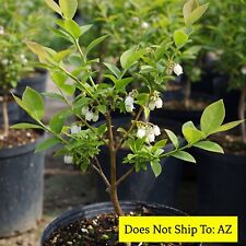 Japanese blueberry tree for sale  Miami