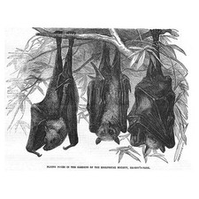Flying fox regents for sale  GLASGOW