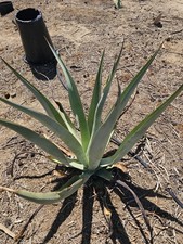 Agave vilmoriniana bubils for sale  Pasadena