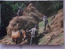 Tradition campagne fenaison d'occasion  Carcassonne