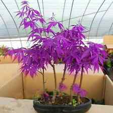 Purple japanese ghost for sale  BRISTOL