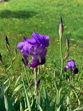 Rizomi iris regalo usato  Vilminore di Scalve
