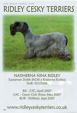 Cesky terrier dog for sale  COLEFORD
