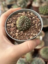 Sulcorebutia heinzii hs151 usato  Morimondo