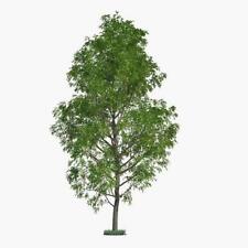 Hybrid poplar trees for sale  Russell