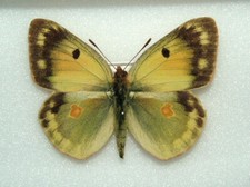 Colias erschoffi butterfly. for sale  FOLKESTONE