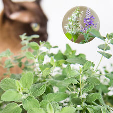 100 mixed catnip for sale  WARRINGTON