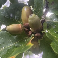 200x fresh 2025 for sale  COCKERMOUTH