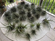 airplants orchids bromeliads for sale airplants orchids bromeliads for sale Old Bridge