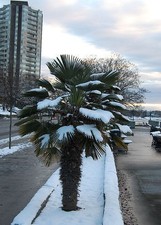 Winterharte washingtonia pflan gebraucht kaufen  Kaiserslautern