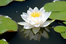 Virginalis hardy water for sale  Magnolia