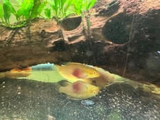 Newly formed albino for sale  Camas