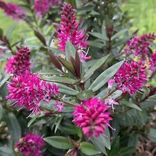 Hebe pink starburst for sale  LONDON
